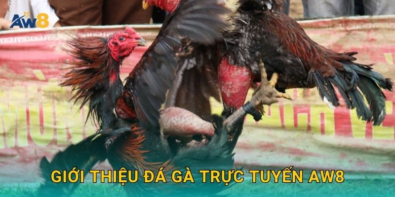 Đá gà trực tuyến – Sảnh cược đỉnh cao cho cược thủ tại Aw8 2 Giới thiệu Đá gà trực tuyến Aw8