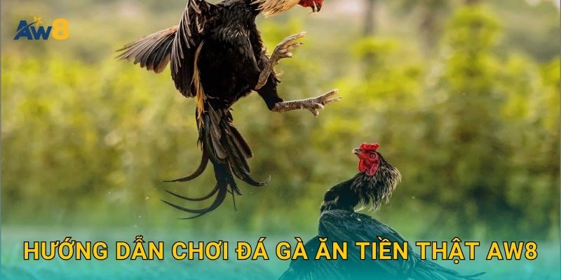 Đá gà ăn tiền thật – Cơ hội thắng cược hấp dẫn tại Aw8 2 Hướng dẫn chơi Đá gà ăn tiền thật Aw8