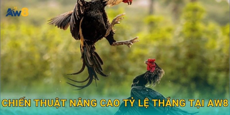 Đá gà ăn tiền thật – Cơ hội thắng cược hấp dẫn tại Aw8 3 Chiến thuật nâng cao tỷ lệ thắng tại Aw8
