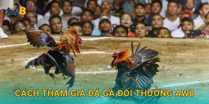 Cách tham gia Đá gà đổi thưởng Aw8