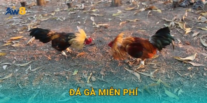 Đá gà miễn phí – Giải trí nhẹ nhàng, luyện kỹ năng tại Aw8 1 Đá gà miễn phí – Giải trí nhẹ nhàng, luyện kỹ năng tại Aw8