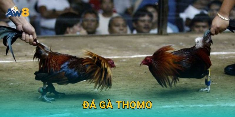 Đá gà Thomo – Đấu trường huyền thoại được tái hiện tại Aw8 4 Đá gà Thomo – Đấu trường huyền thoại được tái hiện tại Aw8