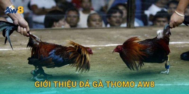 Giới thiệu Đá gà Thomo Aw8