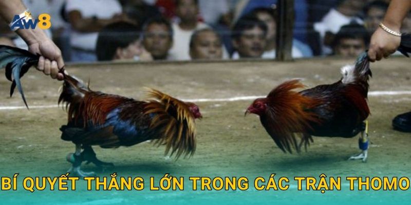 Bí quyết thắng lớn trong các trận Thomo