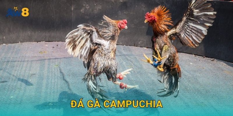 Đá gà Campuchia: Sảnh cược chuẩn quốc tế ngay tại Aw8 13 Đá gà Campuchia: Sảnh cược chuẩn quốc tế ngay tại Aw8