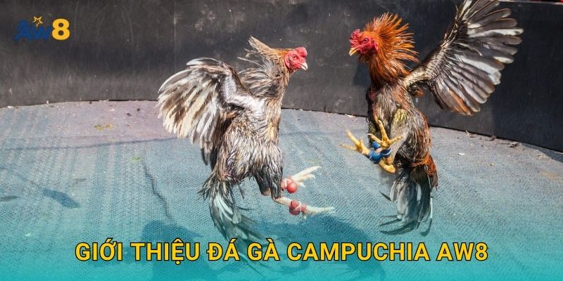 Đá gà Campuchia: Sảnh cược chuẩn quốc tế ngay tại Aw8 2 Giới thiệu Đá gà Campuchia Aw8