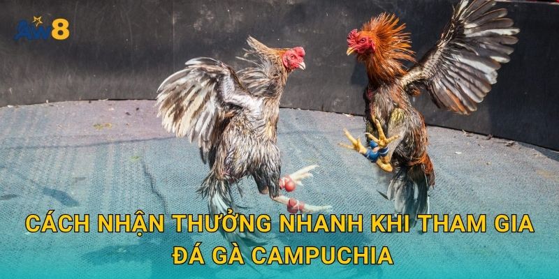 Đá gà Campuchia: Sảnh cược chuẩn quốc tế ngay tại Aw8 3 Cách nhận thưởng nhanh khi tham gia đá gà Campuchia