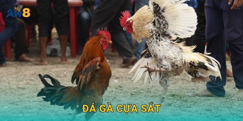 Đá gà cựa sắt – Kịch tính từng giây, hấp dẫn tại Aw8 16 Đá gà cựa sắt – Kịch tính từng giây, hấp dẫn tại Aw8