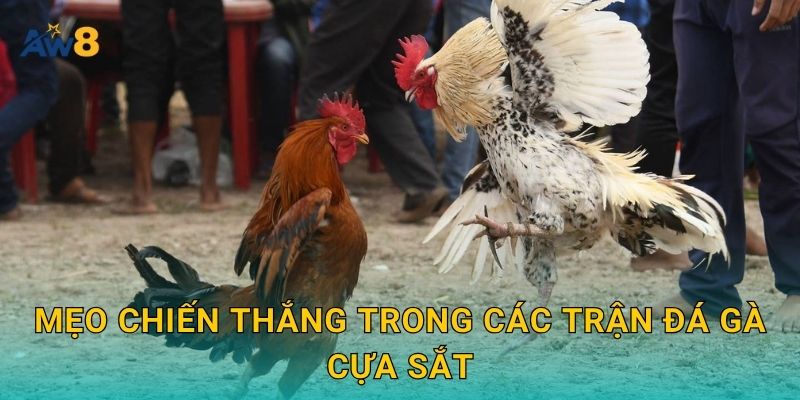 Mẹo chiến thắng trong các trận đá gà cựa sắt