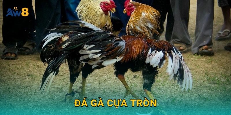 Đá gà cựa tròn – Sự cân bằng và bền bỉ trong mỗi trận tại Aw8 22 Đá gà cựa tròn – Sự cân bằng và bền bỉ trong mỗi trận tại Aw8