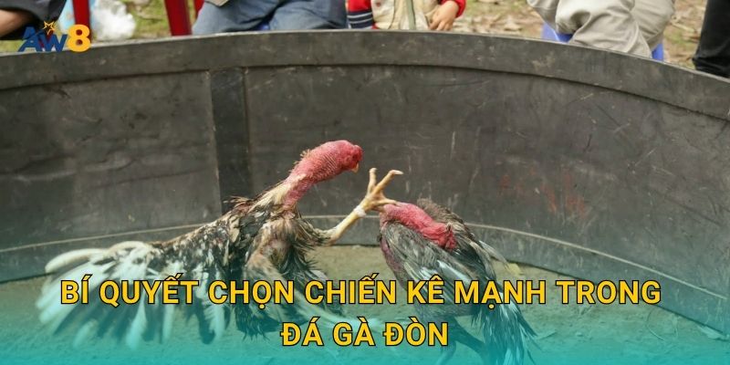 Đá gà đòn – Sức mạnh truyền thống được tôn vinh tại Aw8 3 Bí quyết chọn chiến kê mạnh trong đá gà đòn