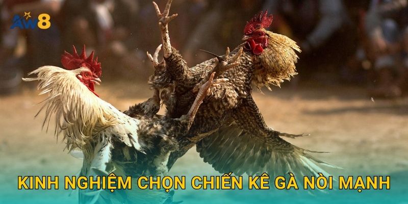 Kinh nghiệm chọn chiến kê gà nòi mạnh