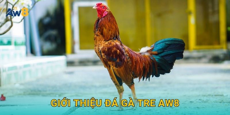 Đá gà tre – Trận đấu nhỏ, tinh thần lớn tại Aw8 2 Giới thiệu Đá gà tre Aw8