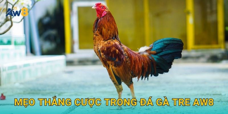 Đá gà tre – Trận đấu nhỏ, tinh thần lớn tại Aw8 3 Mẹo thắng cược trong đá gà tre Aw8