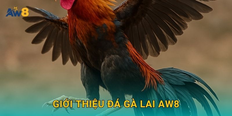 Giới thiệu Đá gà lai Aw8