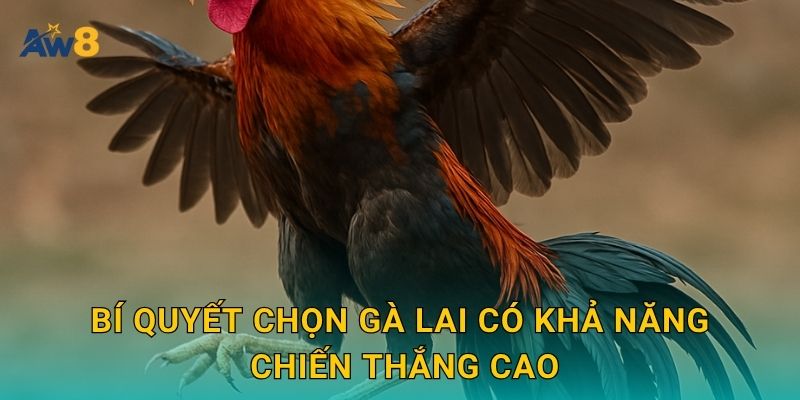 Bí quyết chọn gà lai có khả năng chiến thắng cao