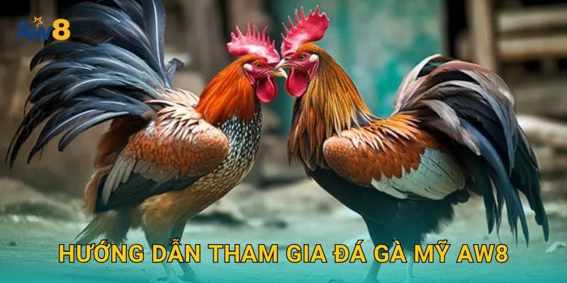 Hướng dẫn tham gia đá gà Mỹ Aw8