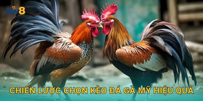 Chiến lược chọn kèo đá gà Mỹ hiệu quả