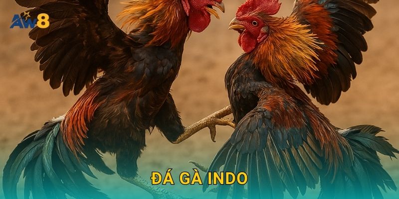 đá gà Indo tính năng quan sát, tối ưu quyết định tại Aw8 1 đá gà Indo tính năng quan sát, tối ưu quyết định tại Aw8