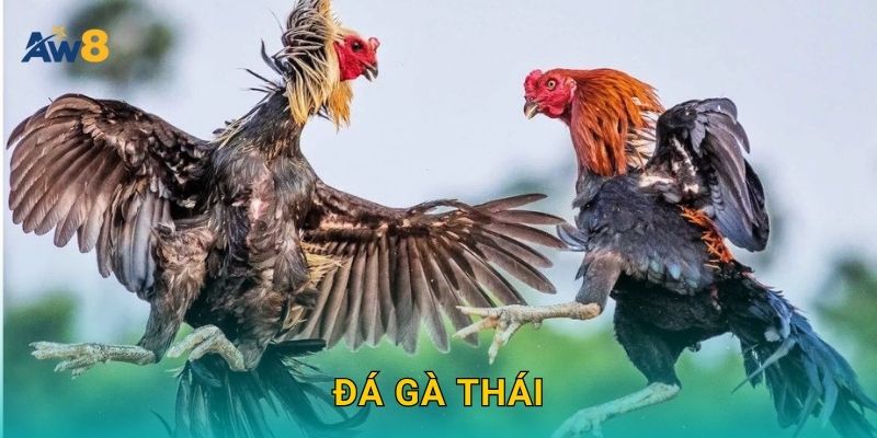đá gà Thái – Ưu đãi nhập cuộc, săn thưởng ổn định tại Aw8 16 đá gà Thái – Ưu đãi nhập cuộc, săn thưởng ổn định tại Aw8
