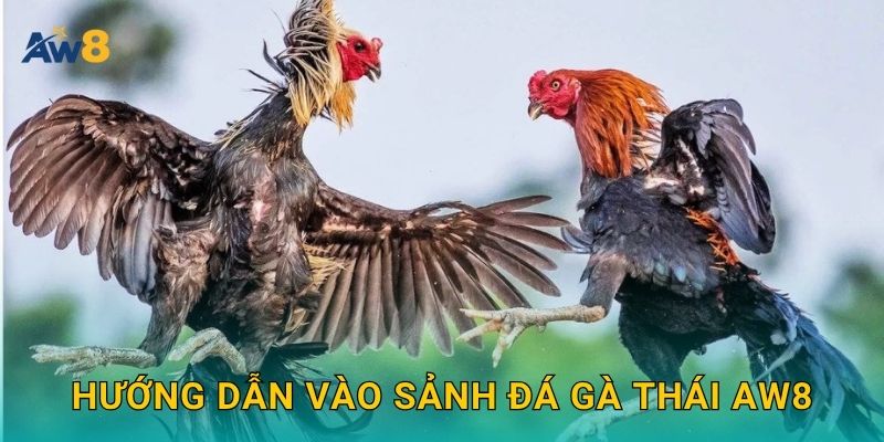 đá gà Thái – Ưu đãi nhập cuộc, săn thưởng ổn định tại Aw8 2 Hướng dẫn vào sảnh đá gà Thái Aw8