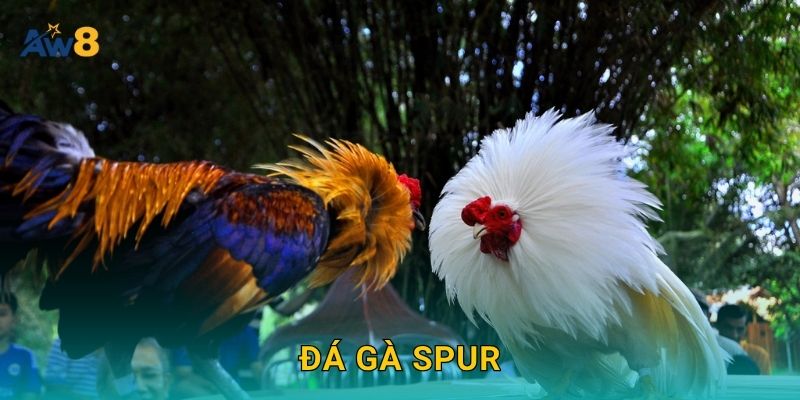 đá gà spur nhịp nhanh – Tối đa hóa cơ hội thắng tại Aw8 25 đá gà spur nhịp nhanh – Tối đa hóa cơ hội thắng tại Aw8