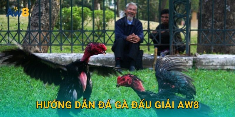 đá gà đấu giải – Cơ cấu kèo đa dạng, lợi thế lớn tại Aw8 2 Hướng dẫn đá gà đấu giải Aw8