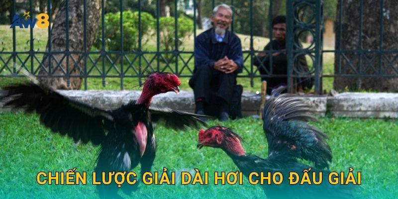 đá gà đấu giải – Cơ cấu kèo đa dạng, lợi thế lớn tại Aw8 3 Chiến lược giải dài hơi cho đấu giải